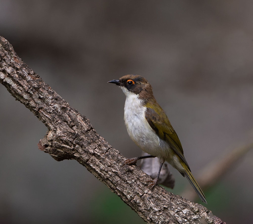 White-naped Honeyeater