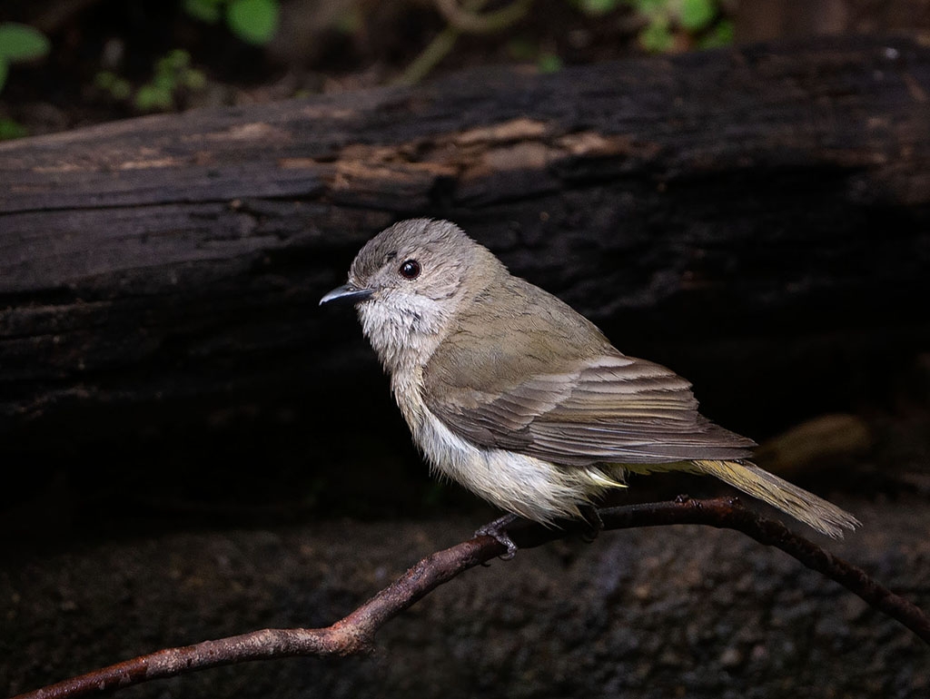 Female Golden Whistler