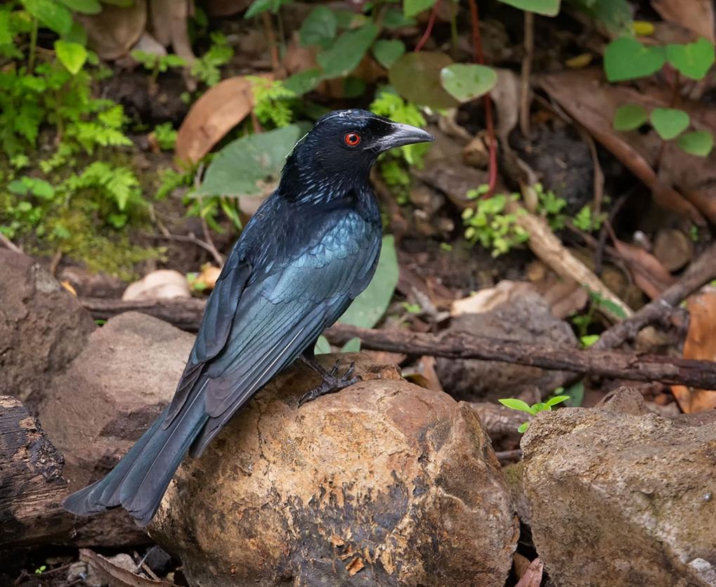 Spangled Drongo