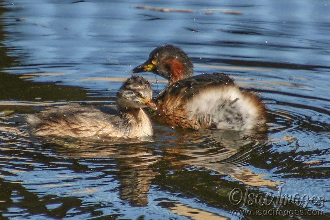 Click image for larger version

Name:	8305-Australasian_Grebes.jpg
Views:	36
Size:	118.3 KB
ID:	485534