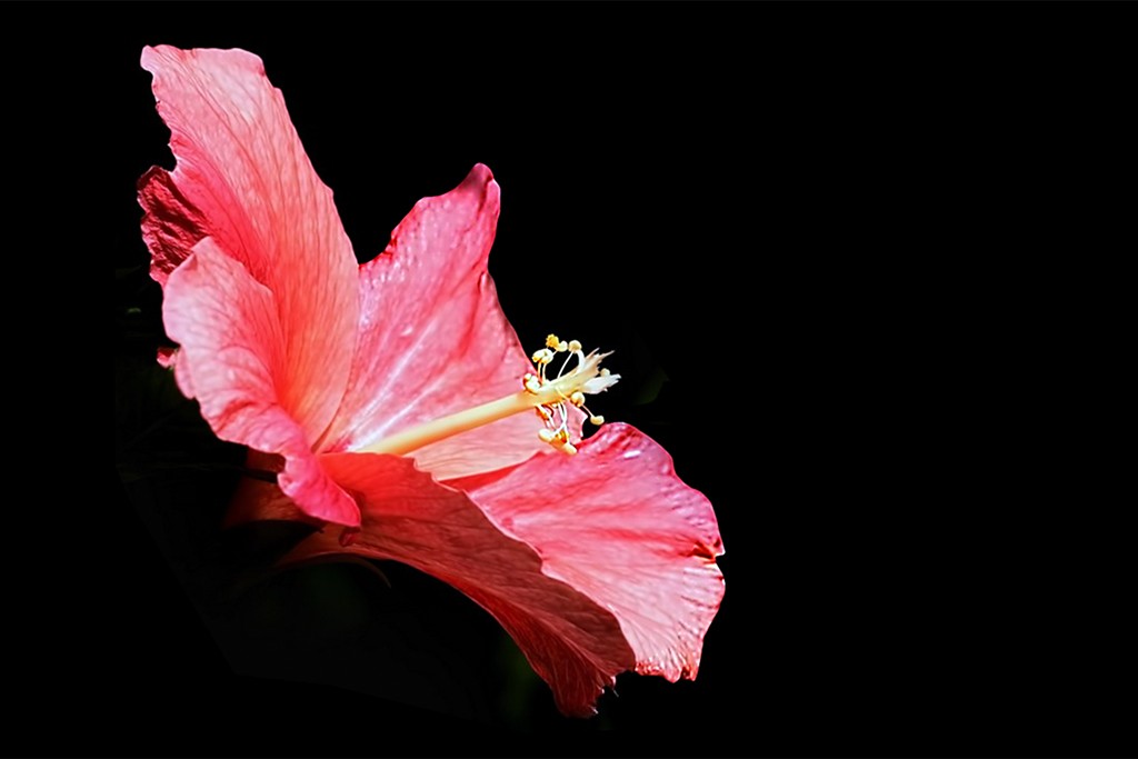 Click image for larger version

Name:	eaglem-hibiscus.jpg
Views:	44
Size:	64.0 KB
ID:	459963