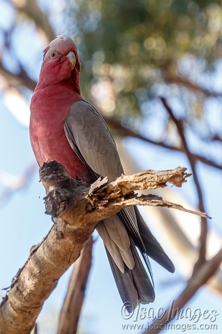 Click image for larger version

Name:	8422-Pink_and_Grey_Galah.jpg
Views:	79
Size:	100.5 KB
ID:	485584