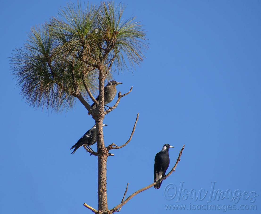 Click image for larger version

Name:	8408-Magpies_4.jpg
Views:	69
Size:	94.5 KB
ID:	485587