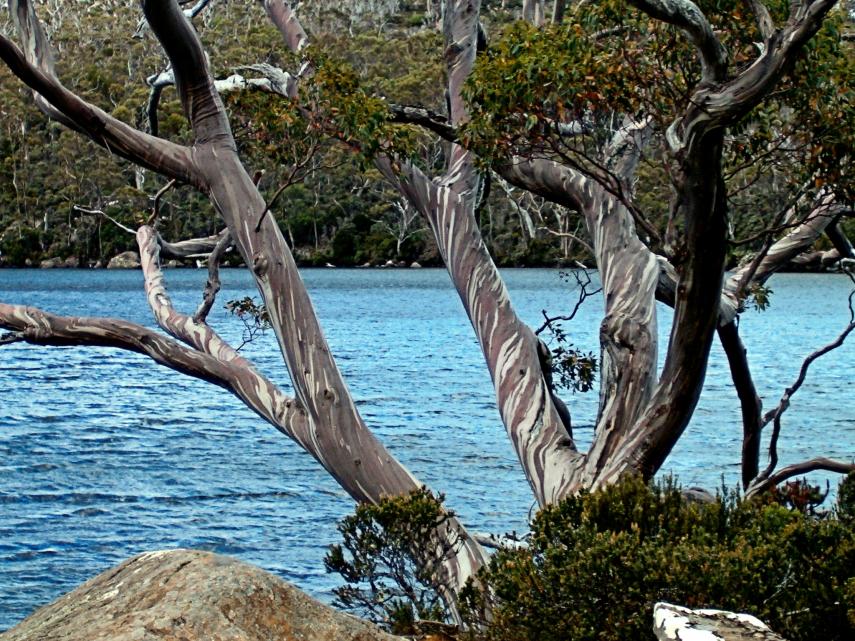 Click image for larger version

Name:	Mt Field Nat. Park Area - Snow Gum 051.jpg
Views:	49
Size:	150.8 KB
ID:	485692