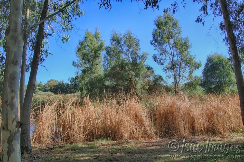 Click image for larger version

Name:	8563-Lake_Reeds_HDR.jpg
Views:	40
Size:	144.3 KB
ID:	485780