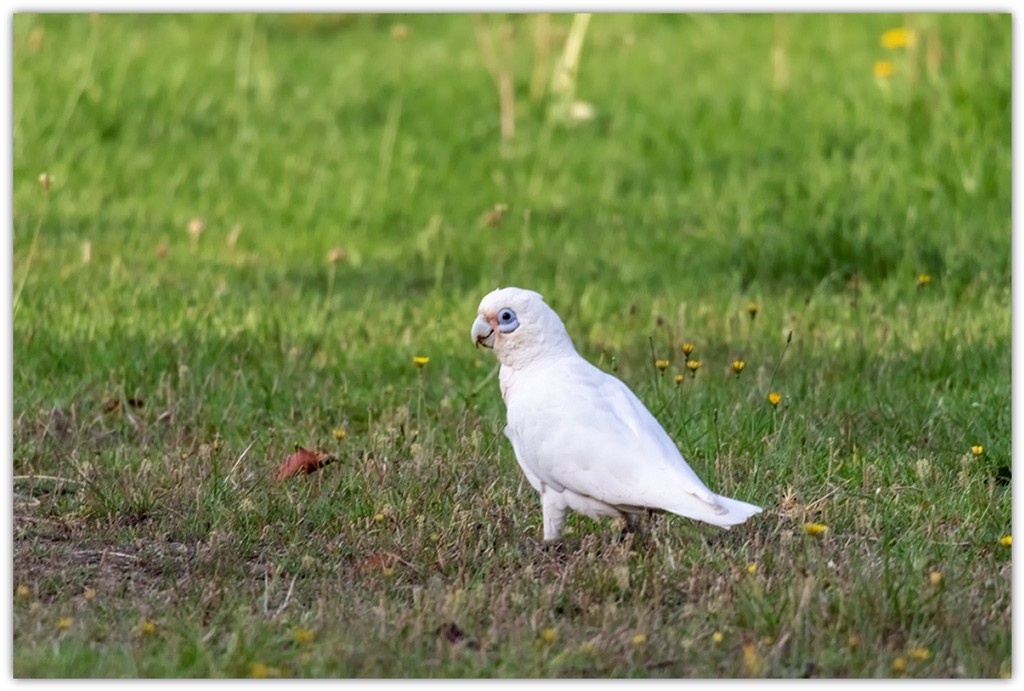 Click image for larger version  Name:	Corella 1.jpg Views:	0 Size:	161.8 KB ID:	469400