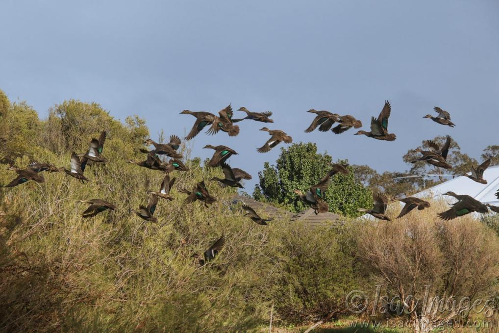 Click image for larger version

Name:	8866-Ducks_In_Flight.jpg
Views:	28
Size:	120.0 KB
ID:	486254