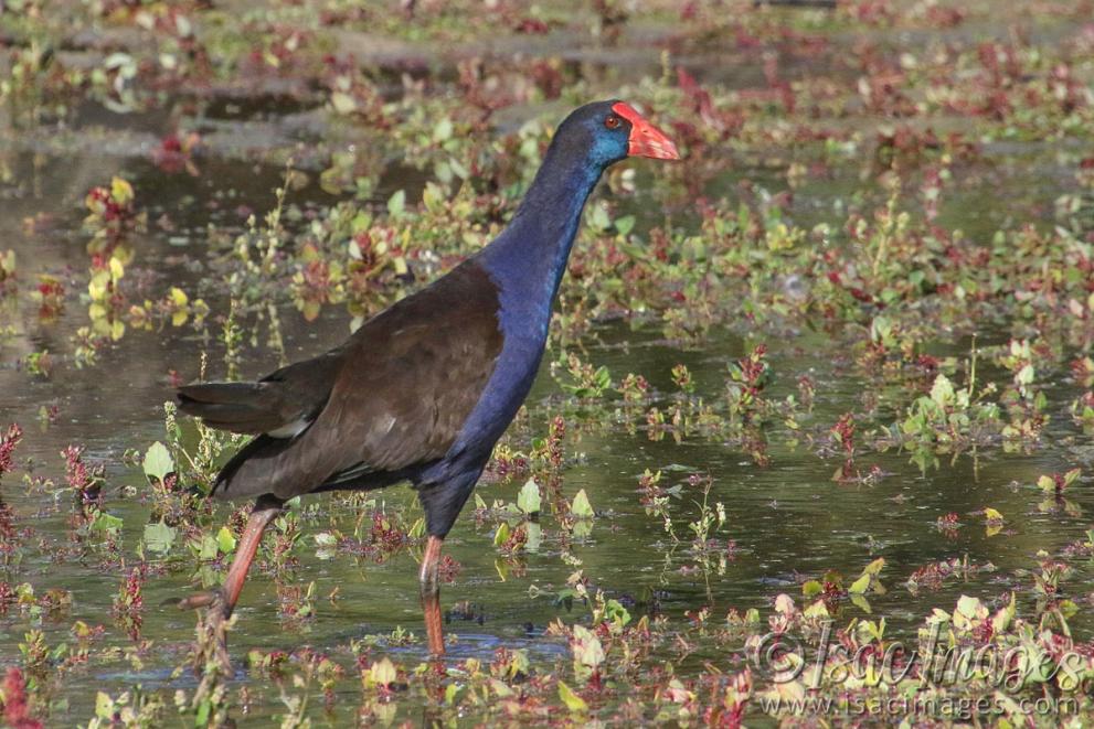 Click image for larger version

Name:	8896-Swamphen.jpg
Views:	25
Size:	129.3 KB
ID:	486261