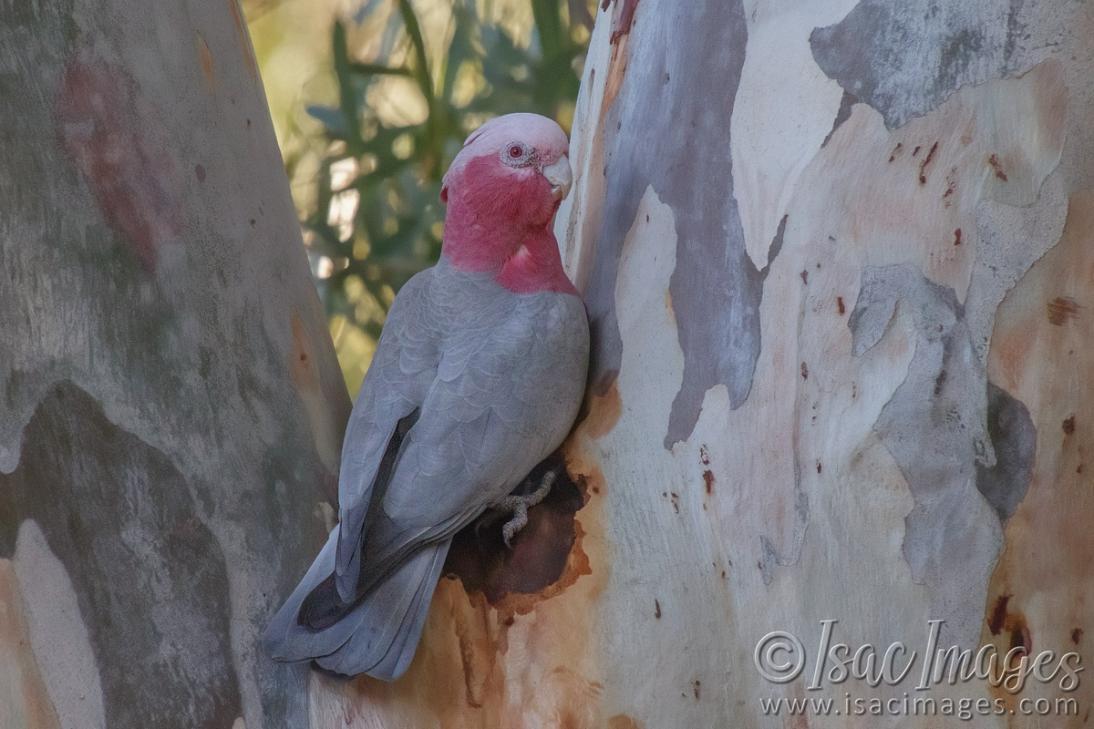 Click image for larger version

Name:	8973-Pink_and_Grey_Galah.jpg
Views:	50
Size:	93.8 KB
ID:	486265