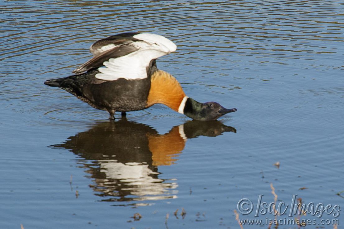 Click image for larger version

Name:	9005-Shelduck_Male.jpg
Views:	29
Size:	106.3 KB
ID:	486269