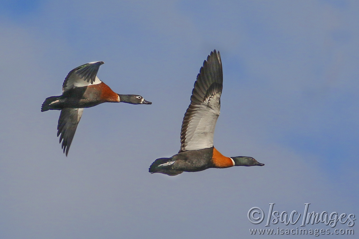 Click image for larger version

Name:	8890-Shelducks_In_Flight.jpg
Views:	24
Size:	420.3 KB
ID:	486270