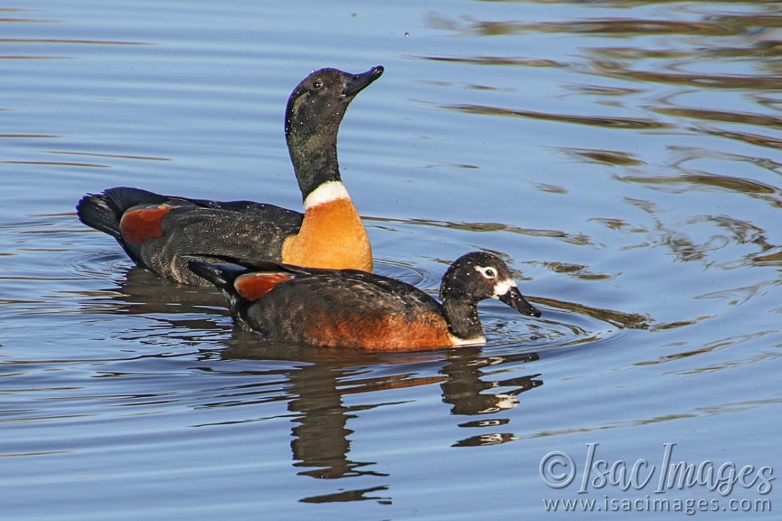 Click image for larger version

Name:	8985-Shelducks.jpg
Views:	27
Size:	102.5 KB
ID:	486271