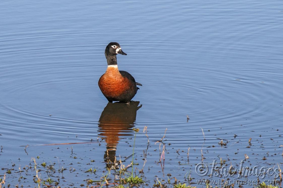 Click image for larger version

Name:	9015-Shelduck_Female.jpg
Views:	27
Size:	94.2 KB
ID:	486273