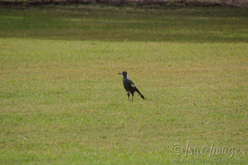 Click image for larger version

Name:	9190-Magpie_On_Grass.jpg
Views:	60
Size:	99.2 KB
ID:	486323