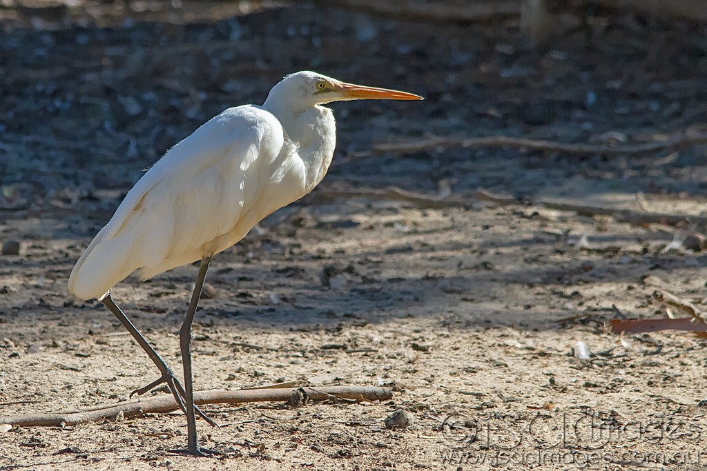 Click image for larger version

Name:	0052-Great-White-Egret.jpg
Views:	56
Size:	231.0 KB
ID:	462791