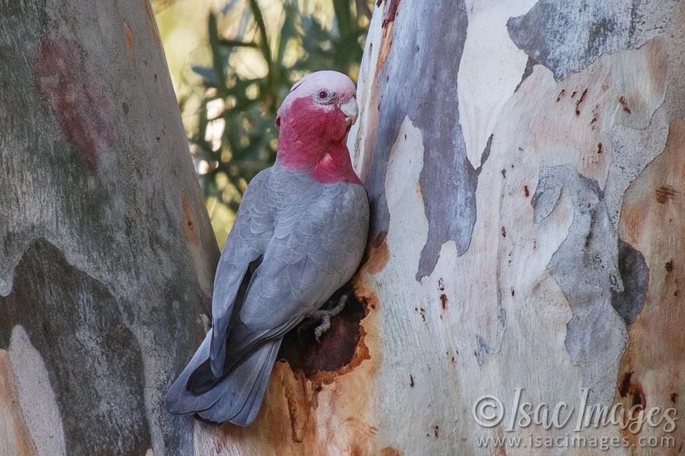 Click image for larger version

Name:	8973-Pink_and_Grey_Galah.jpg
Views:	41
Size:	119.9 KB
ID:	486415