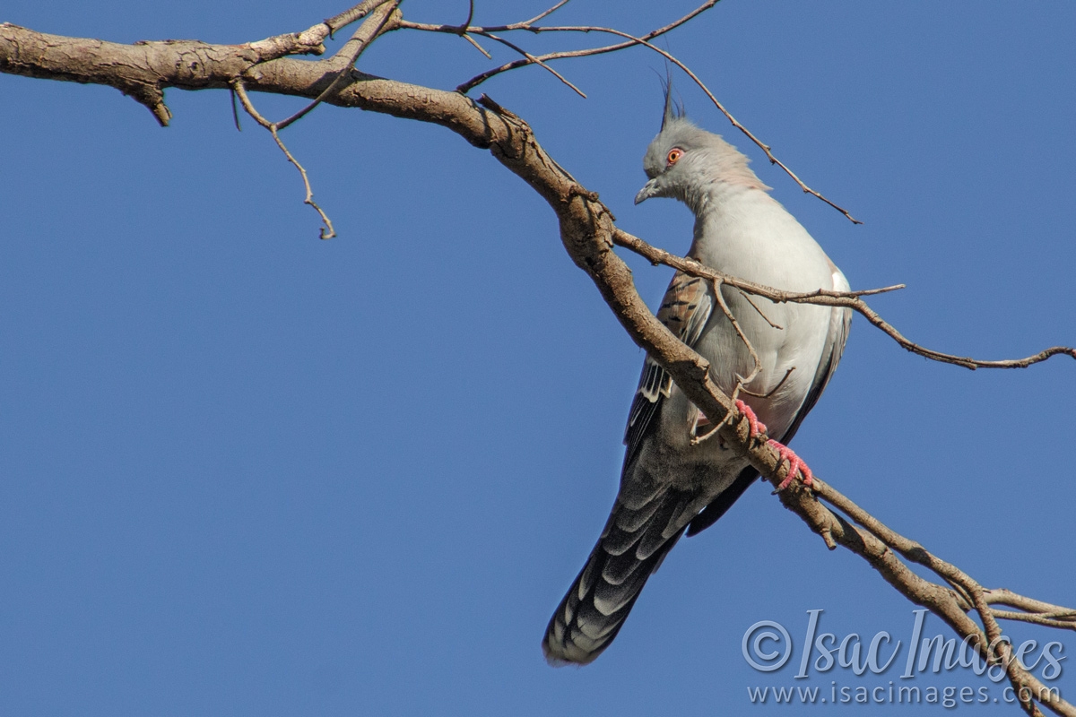 Click image for larger version

Name:	9288-Crested_Pigeon.jpg
Views:	56
Size:	487.3 KB
ID:	486420