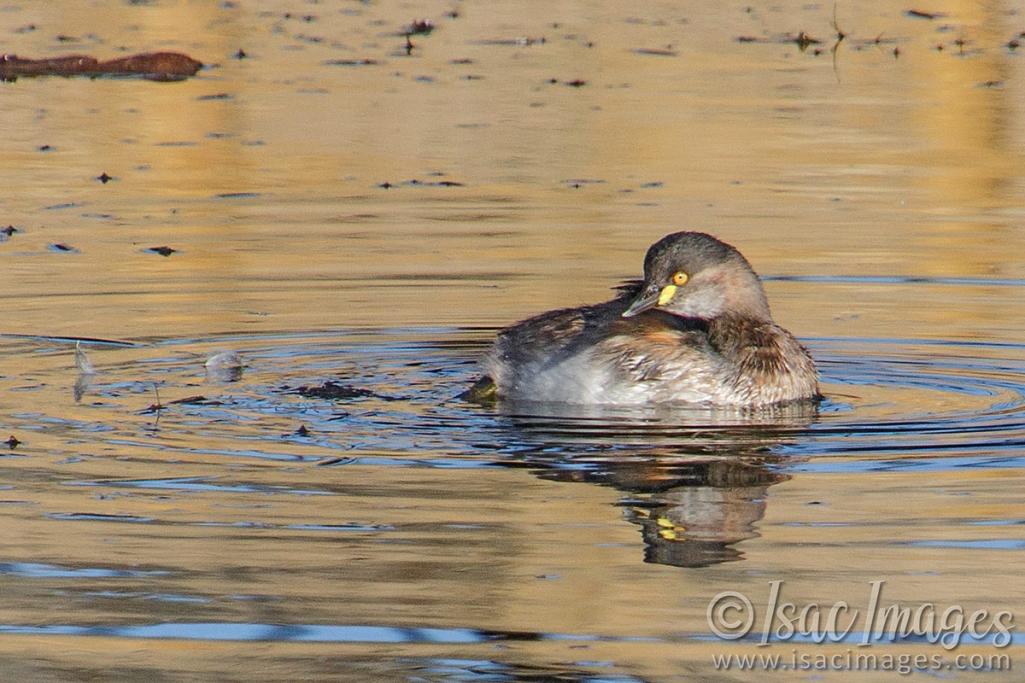 Click image for larger version

Name:	9305_Australasian_Grebe.jpg
Views:	56
Size:	106.9 KB
ID:	486421