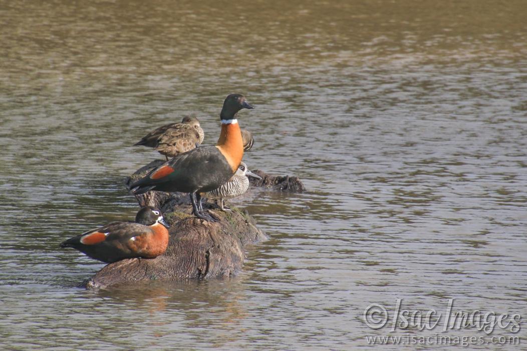 Click image for larger version

Name:	9355-Ducks_On_Log.jpg
Views:	63
Size:	119.6 KB
ID:	486424