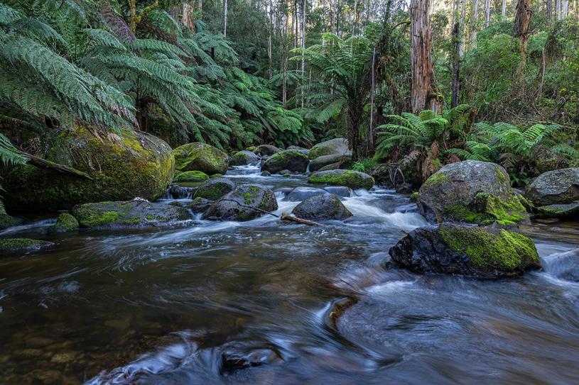 Click image for larger version

Name:	Toorongo River 13.jpg
Views:	90
Size:	115.7 KB
ID:	486442