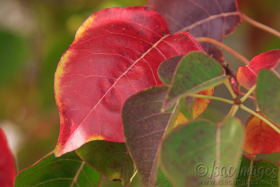 Click image for larger version

Name:	9415-Red_Leaves.jpg
Views:	79
Size:	88.9 KB
ID:	486487