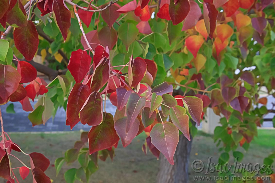 Click image for larger version

Name:	9409-Red_Leaves.jpg
Views:	70
Size:	107.7 KB
ID:	486488