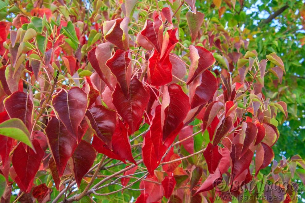 Click image for larger version

Name:	9408-Red_Leaves.jpg
Views:	77
Size:	130.3 KB
ID:	486489