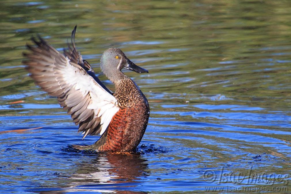 Click image for larger version

Name:	9494-Australasian_Shoveler.jpg
Views:	51
Size:	120.7 KB
ID:	486558