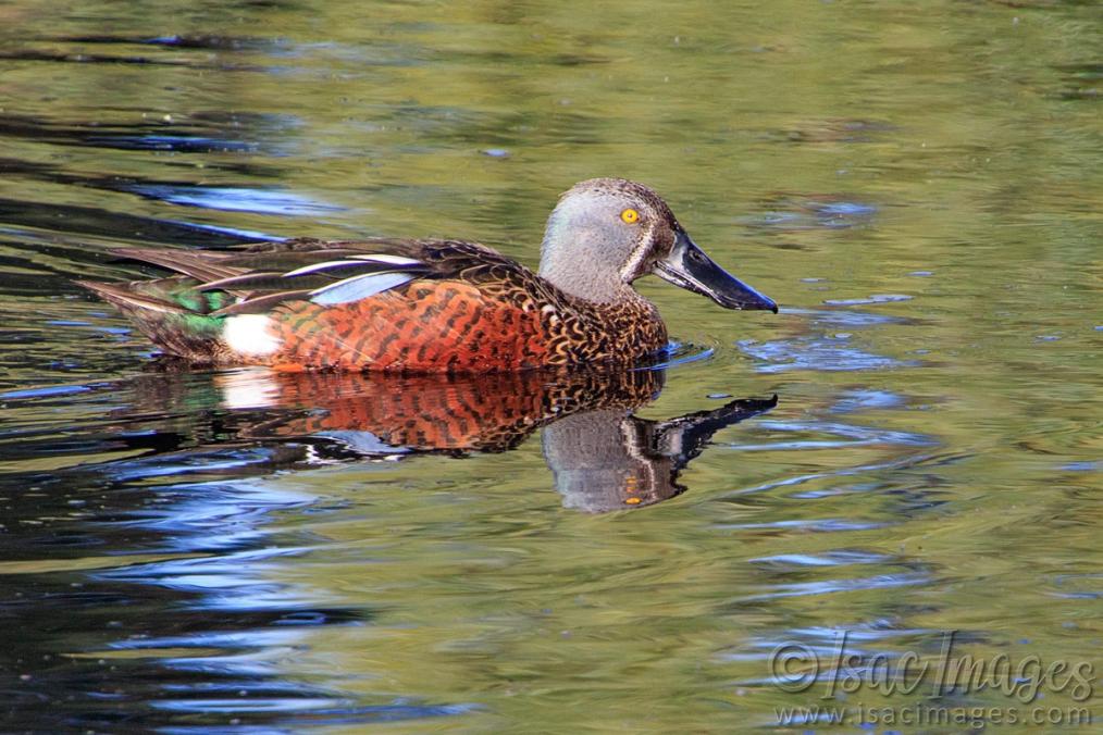 Click image for larger version

Name:	9503-Australasian_Shoveler.jpg
Views:	48
Size:	117.7 KB
ID:	486559