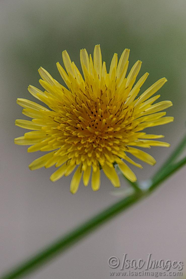 Click image for larger version

Name:	9571-Sow_Thistle.jpg
Views:	68
Size:	79.9 KB
ID:	486645