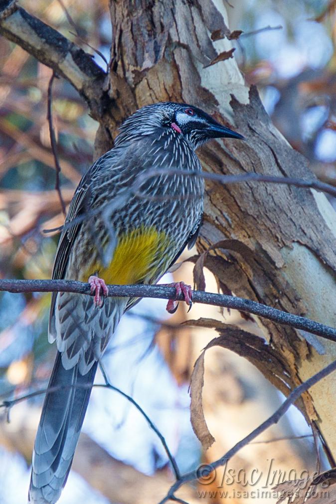 Click image for larger version

Name:	9565-Red_Wattle_Bird.jpg
Views:	63
Size:	115.6 KB
ID:	486649