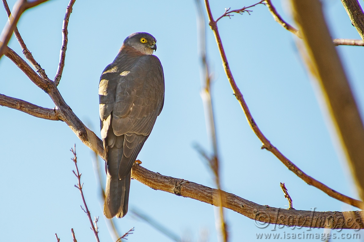 Click image for larger version  Name:	9642-Brown_Goshawk.jpg Views:	30 Size:	494.4 KB ID:	486915