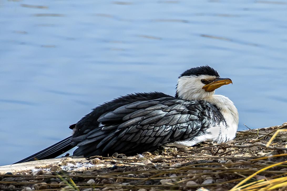 Click image for larger version

Name:	Pied Cormorant At Rest.jpg
Views:	66
Size:	99.3 KB
ID:	486925