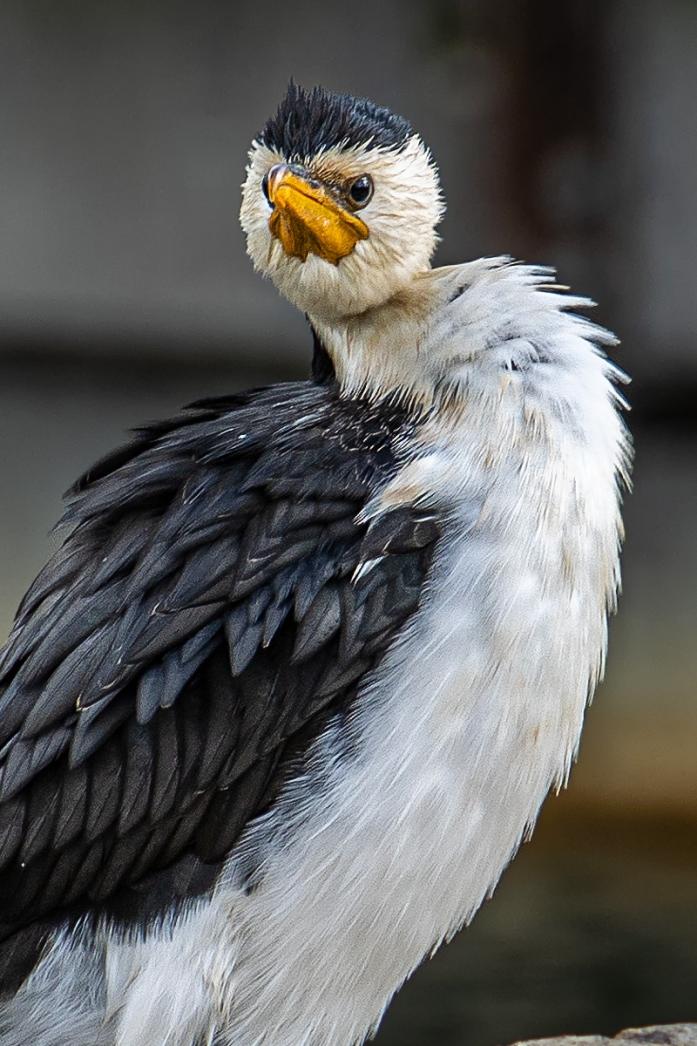 Click image for larger version

Name:	Pied Cormorant 1.jpg
Views:	59
Size:	102.2 KB
ID:	486926