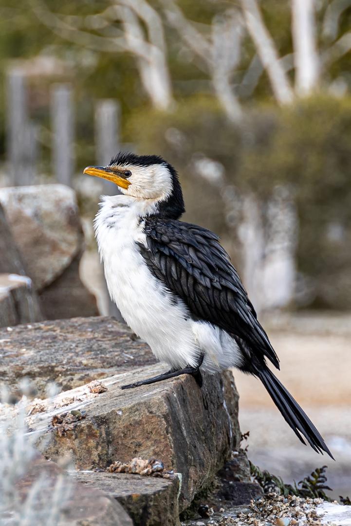 Click image for larger version

Name:	Pied Cormorant 2.jpg
Views:	59
Size:	104.1 KB
ID:	486927