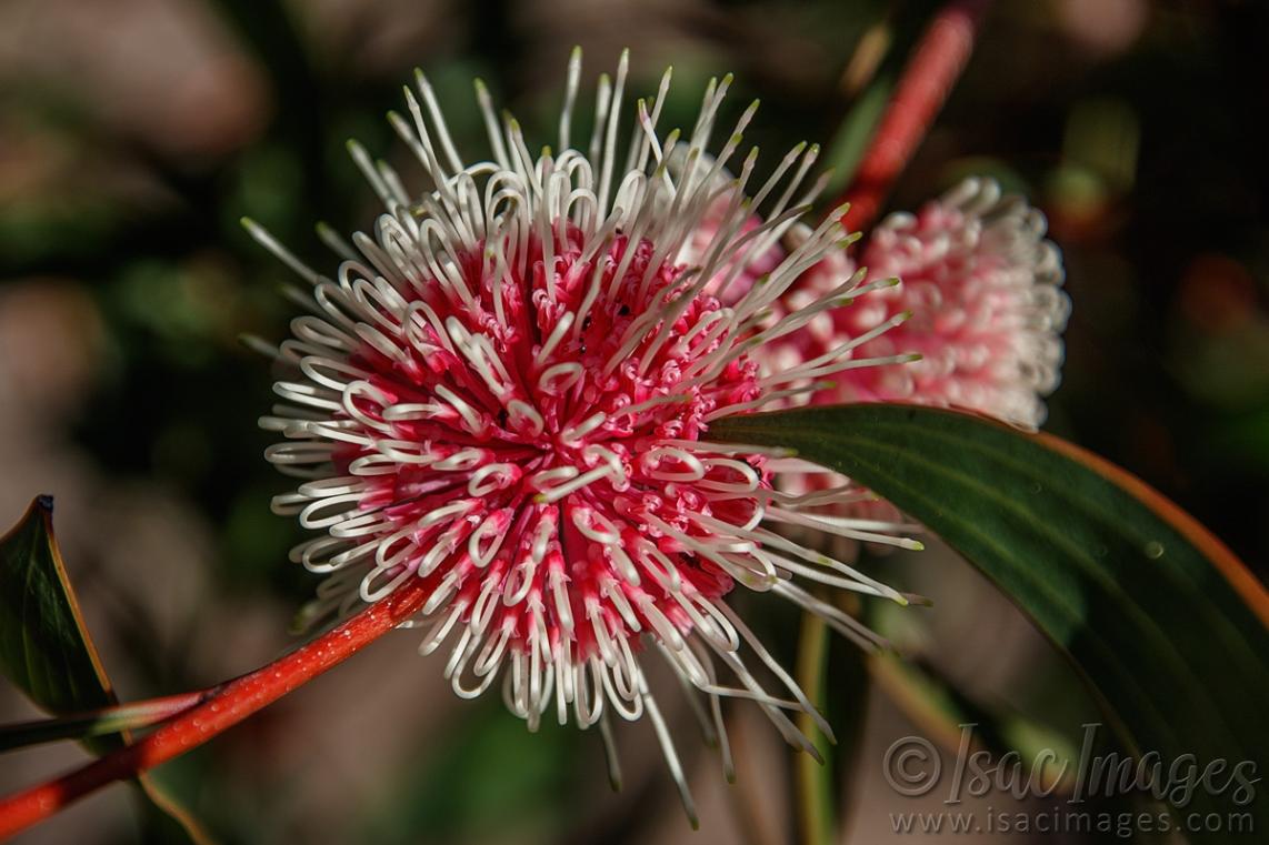 Click image for larger version

Name:	9645-Red_Flowering_Gum.jpg
Views:	74
Size:	100.9 KB
ID:	486954