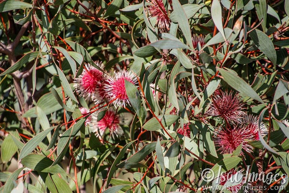 Click image for larger version

Name:	9689-Red_Flowering_Gum.jpg
Views:	77
Size:	161.2 KB
ID:	486955