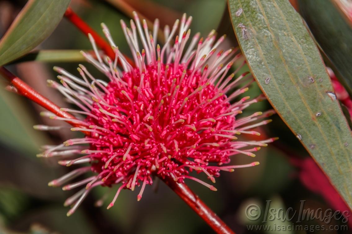 Click image for larger version

Name:	9643-Red_Flowering_Gum.jpg
Views:	63
Size:	106.3 KB
ID:	486957