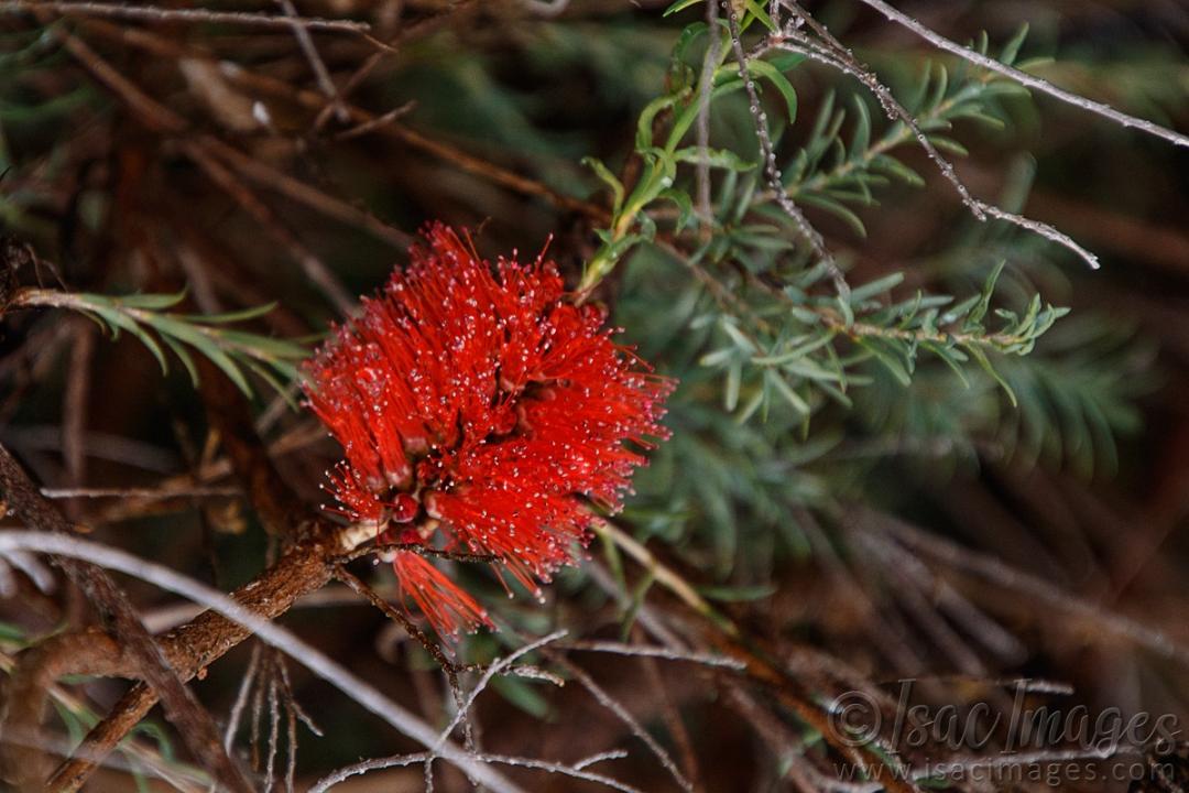 Click image for larger version

Name:	9666-Callistemon.jpg
Views:	57
Size:	100.7 KB
ID:	486959