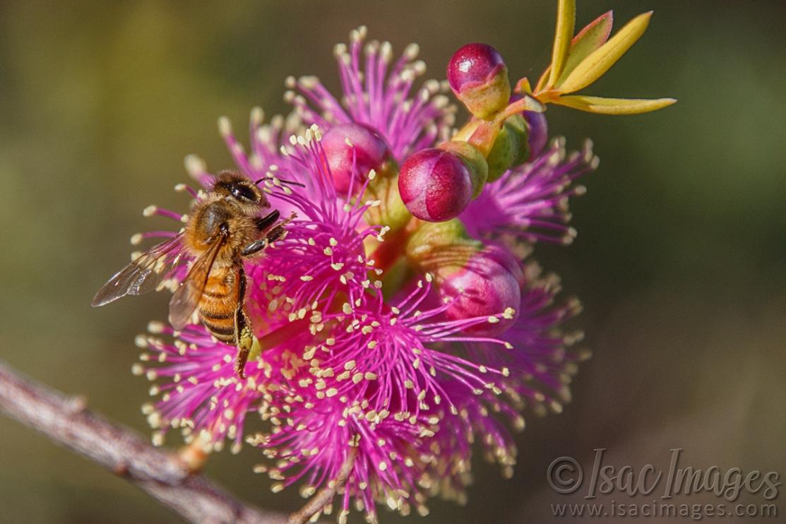 Click image for larger version

Name:	9702-Bee_Hot_Pink_Callistemon.jpg
Views:	45
Size:	95.0 KB
ID:	486960