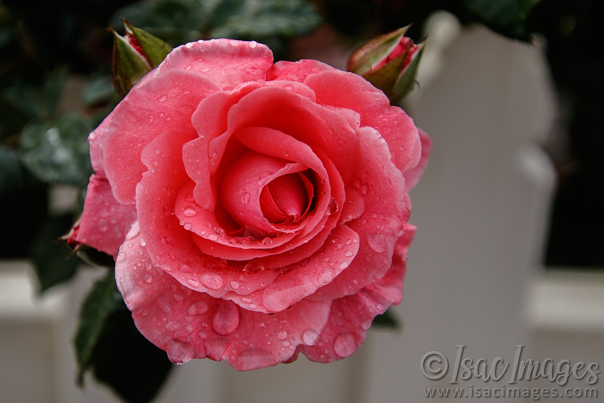 Click image for larger version

Name:	9660-Dearest_Rose.jpg
Views:	51
Size:	459.2 KB
ID:	486961