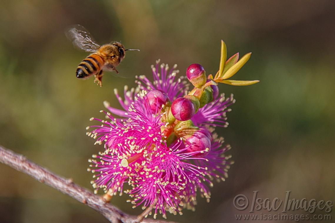 Click image for larger version

Name:	9703-Bee_Hot_Pink_Callistemon.jpg
Views:	46
Size:	89.0 KB
ID:	486962