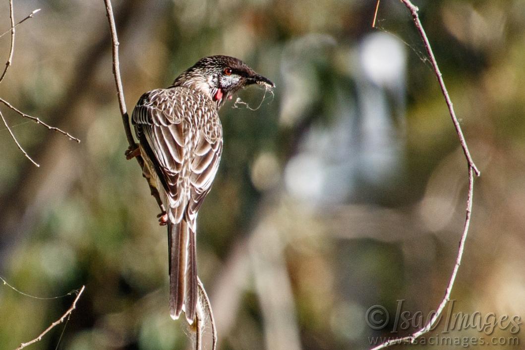 Click image for larger version

Name:	9730-Red_Wattle_Bird.jpg
Views:	72
Size:	94.0 KB
ID:	486967