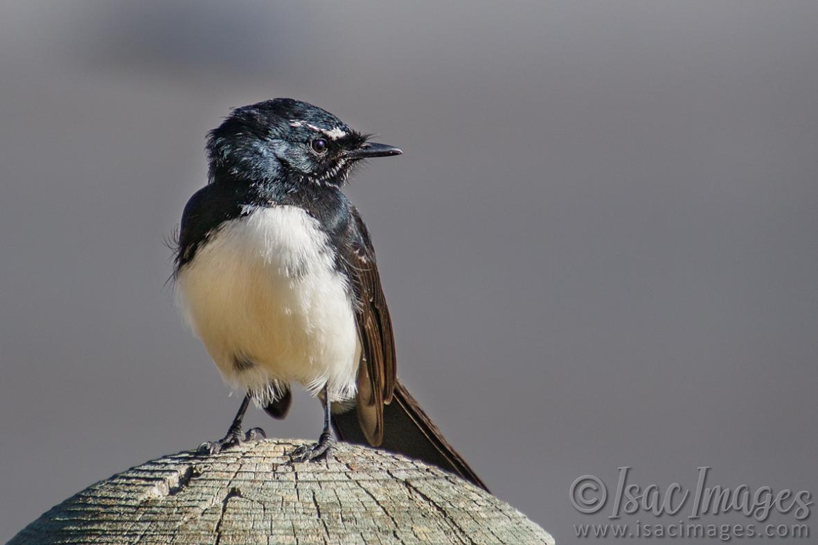 Click image for larger version

Name:	9656-Willie_Wagtail.jpg
Views:	72
Size:	74.0 KB
ID:	486972