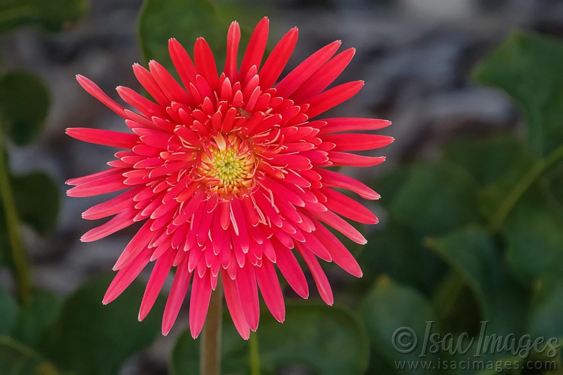 Click image for larger version

Name:	9735-Pink_Gerbera.jpg
Views:	68
Size:	84.2 KB
ID:	486976