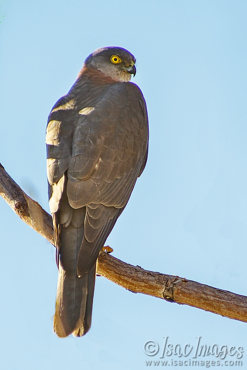 Click image for larger version

Name:	9642-Collared_Sparrowhawk.jpg
Views:	51
Size:	483.1 KB
ID:	487062