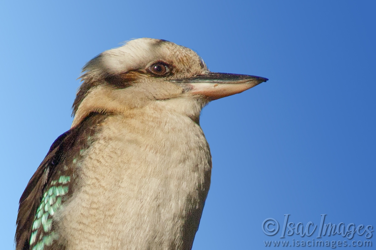 Click image for larger version

Name:	0175-Kookaburra.jpg
Views:	78
Size:	378.3 KB
ID:	487533