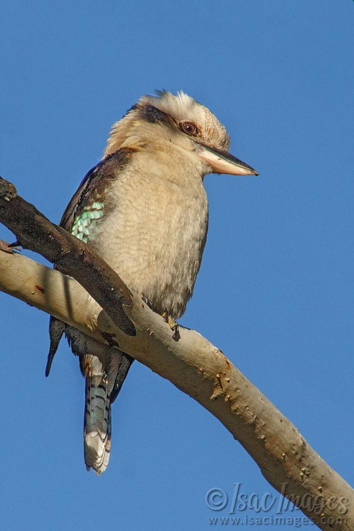 Click image for larger version

Name:	0181-Kookaburra.jpg
Views:	56
Size:	86.4 KB
ID:	487534