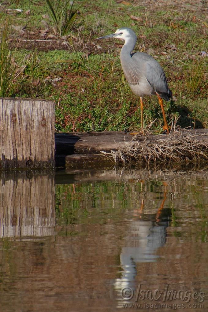 Click image for larger version

Name:	0228-White_Faced_Heron.jpg
Views:	25
Size:	142.0 KB
ID:	487587