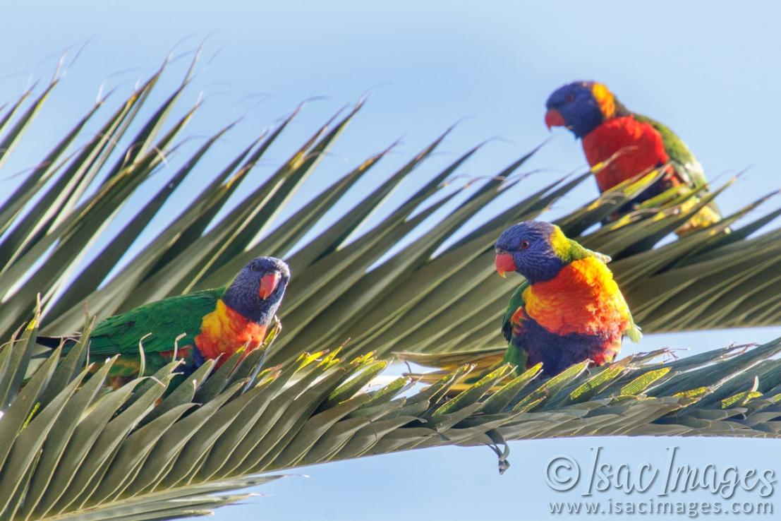 Click image for larger version

Name:	0110-Rainbow_Lorikeets.jpg
Views:	32
Size:	113.4 KB
ID:	487590